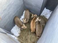 捉えられた5頭の鹿の写真