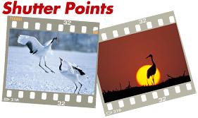 Shutter Pointsの文字と2羽のタンチョウが戯れている写真、空が赤く染まり地面付近にある太陽を後ろにタンチョウが写っている写真