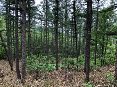 沢山の木が生えている林の中の写真