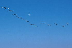 青い空にうっすらと見える月とV字隊形を組んで空を飛んでいるタンチョウの写真
