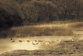 川霧が起こっている川に複数のタンチョウが見える写真